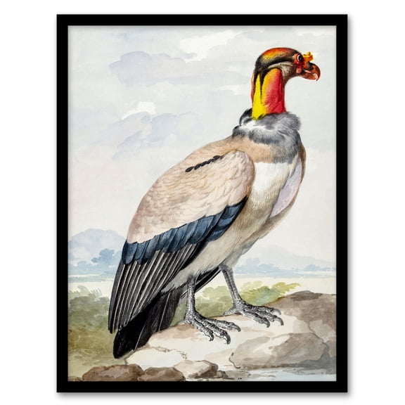 Artery8 Aert Schouman King Vulture Bird Vintage Watercolour Framed Wall Art Print Home Décor A4