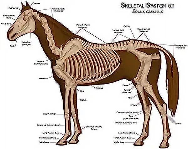 Glossy Anatomical Chart Horse Skeleton 12" x 16" Poster