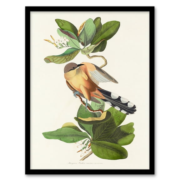 Artery8 Audubon Mangrove Cuckoo and Seven Year Apple Flower Framed Wall Art Print Home Décor A4