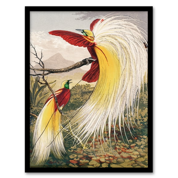 Artery8 Benjamin Fawcett Bird of Paradise Exotic Animal Framed Wall Art Print Home Décor A4