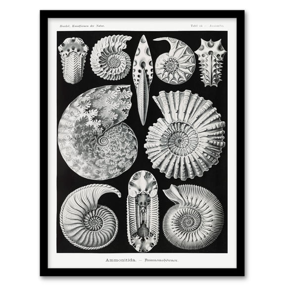 Artery8 Ernst Haeckel Ammonite Fossil Cephalopods Framed Wall Art Print Home Décor A4