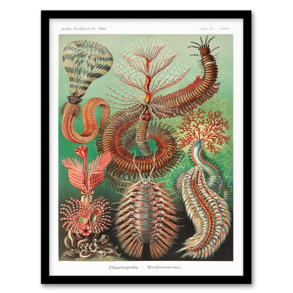 Artery8 Ernst Haeckel Chaetopoda Annelid Marine Worms Framed Wall Art Print Home Décor A4