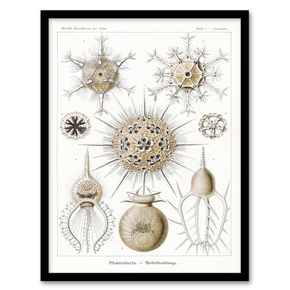 Artery8 Ernst Haeckel Phaeodaria Amoeba Vintage Illustration Framed Wall Art Print Home Décor A4