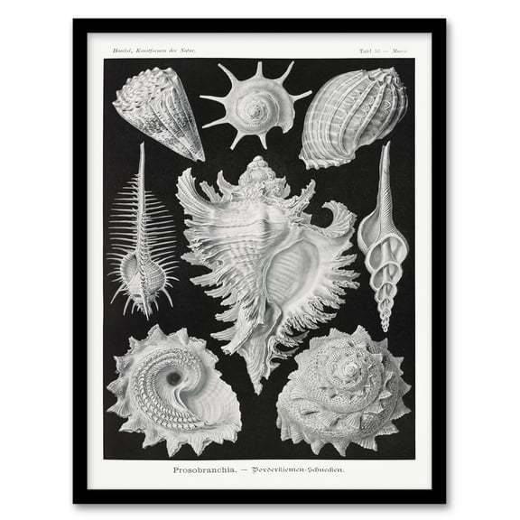 Artery8 Ernst Haeckel Sea Snail Shells Vintage Illustration Framed Wall Art Print Home Décor A4
