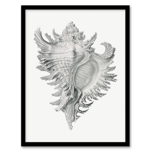 Artery8 Ernst Haeckel Whelk Sea Snail Shell Drawing Framed Wall Art Print Home Décor A3