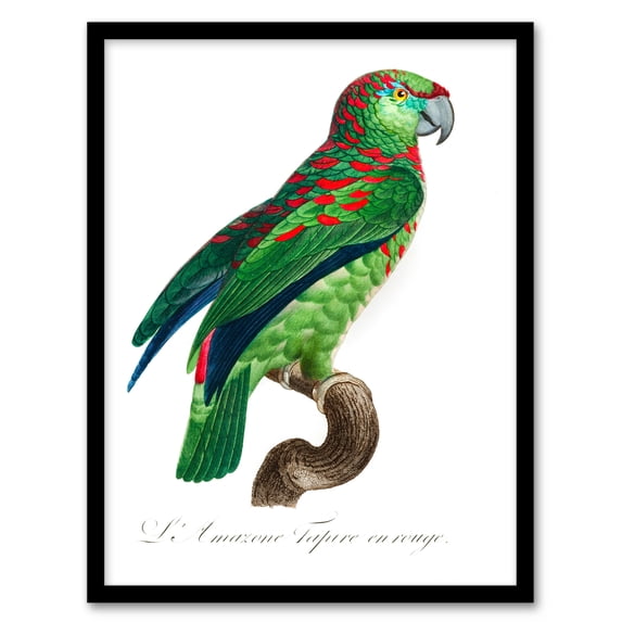 Artery8 Francois Levaillant The Blue Fronted Amazon Parrot Framed Wall Art Print Home Décor A4