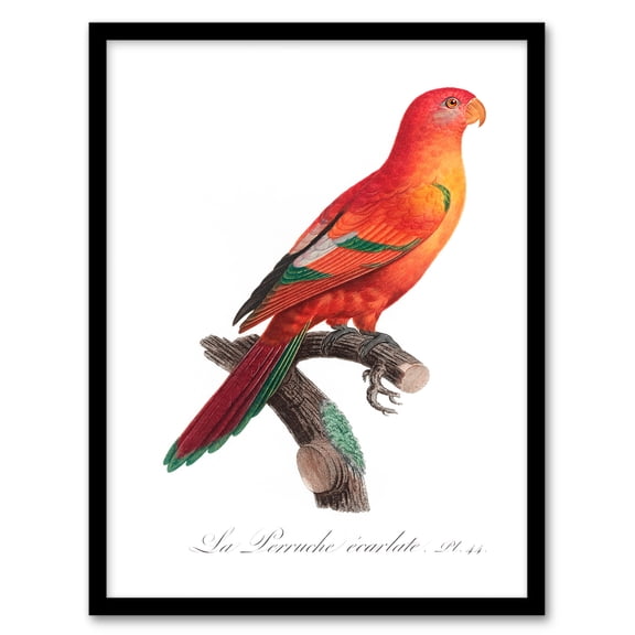 Artery8 Francois Levaillant The Crimson Shining Parrot Framed Wall Art Print Home Décor A3