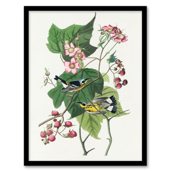 Artery8 John James Audubon Black and Yellow Warblers Framed Wall Art Print Home Décor A4