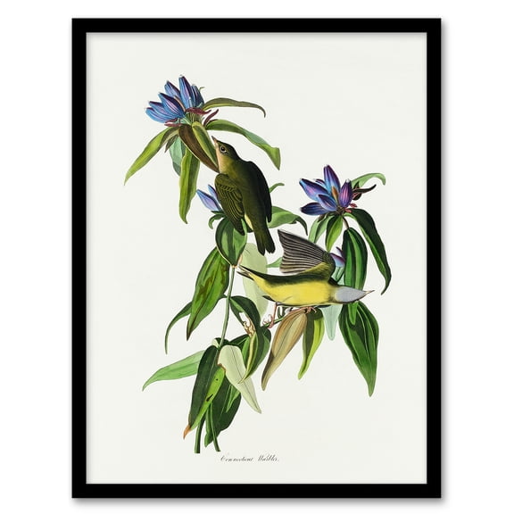 Artery8 John James Audubon Connecticut Warbler Bird Framed Wall Art Print Home Décor A3