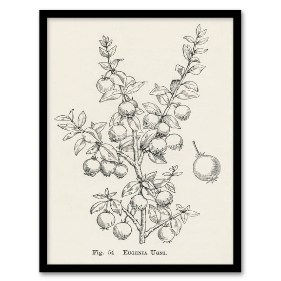 Artery8 John Wright Fruit Growers Guide Chilean Guava Framed Wall Art Print Home Décor A4