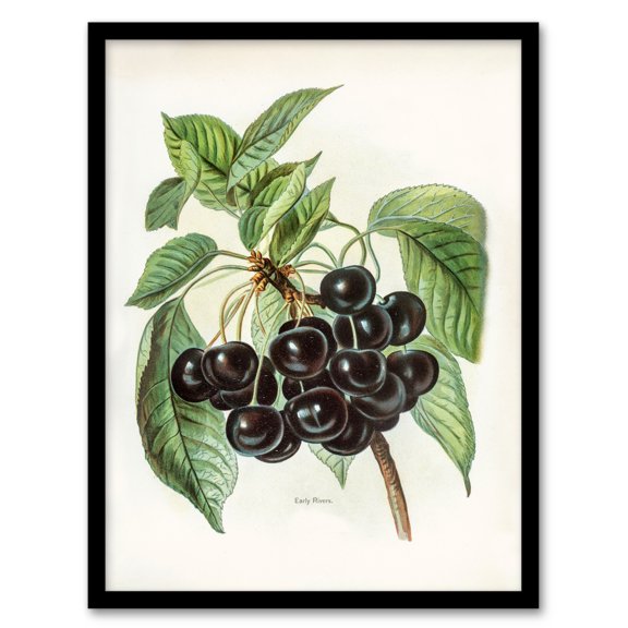 Artery8 John Wright Vintage Illustration of Early Rivers Cherries Framed Wall Art Print Home Décor A4