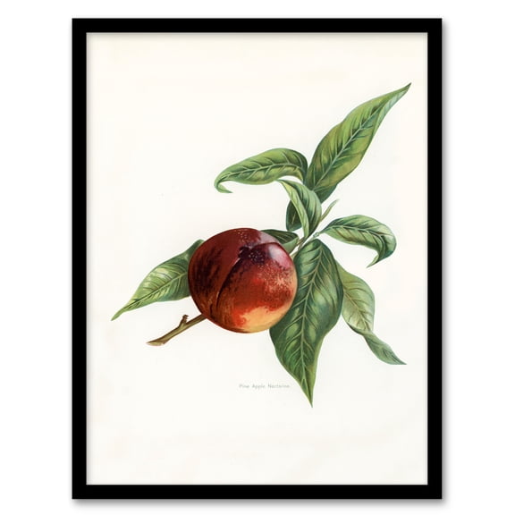 Artery8 John Wright Vintage Illustration of Pine Apple Nectarine Framed Wall Art Print Home Décor A4