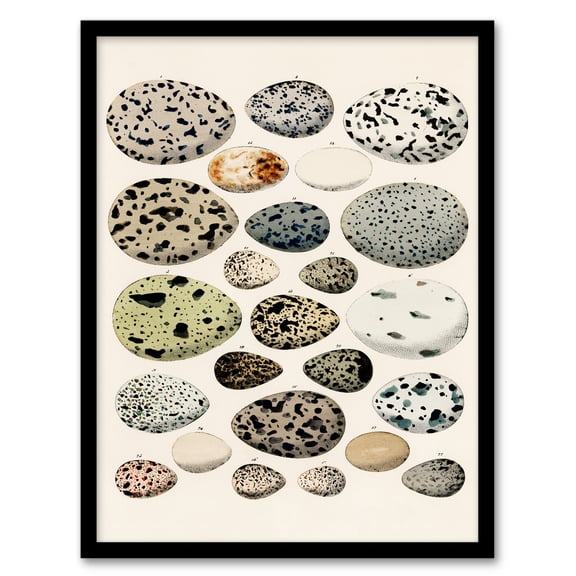 Artery8 Lorenz Oken Different Species Bird Eggs Framed Wall Art Print Home Décor A4