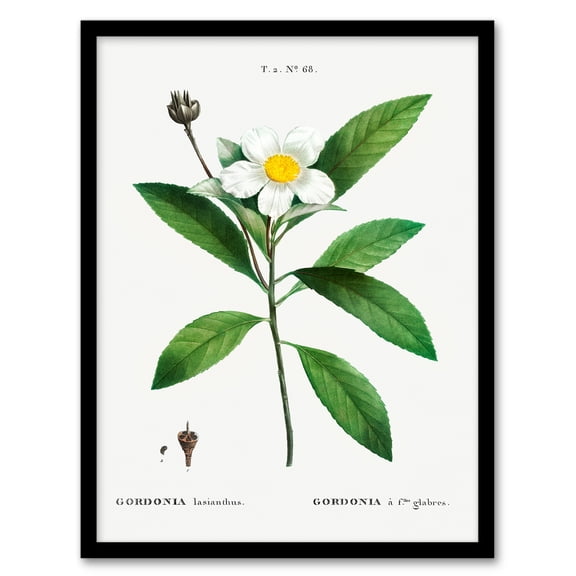 Artery8 Pierre J Redoute Gordonia Tree Loblolly Bay Flowers Framed Wall Art Print Home Décor A4