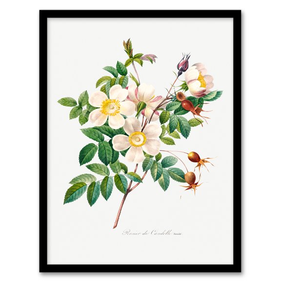 Artery8 Pierre Joseph Redoute White Rose Vintage Floral Framed Wall Art Print Home Décor A4