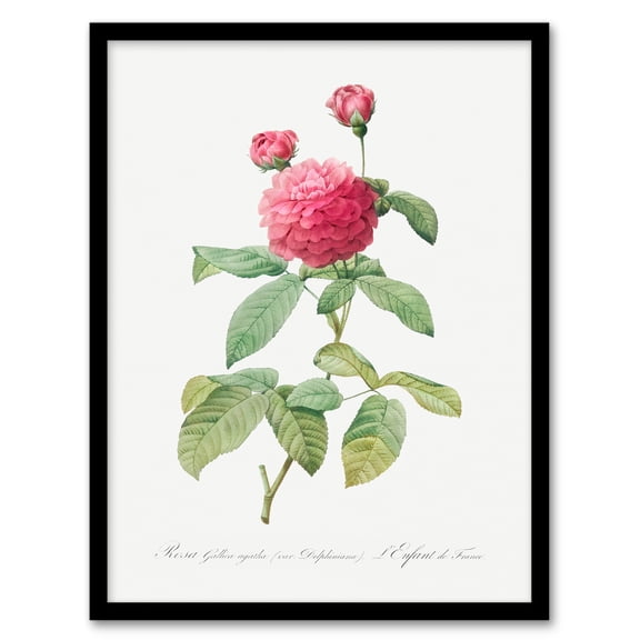 Artery8 Redoute Agatha Rose Vintage Botanical Illustration Framed Wall Art Print Home Décor A3