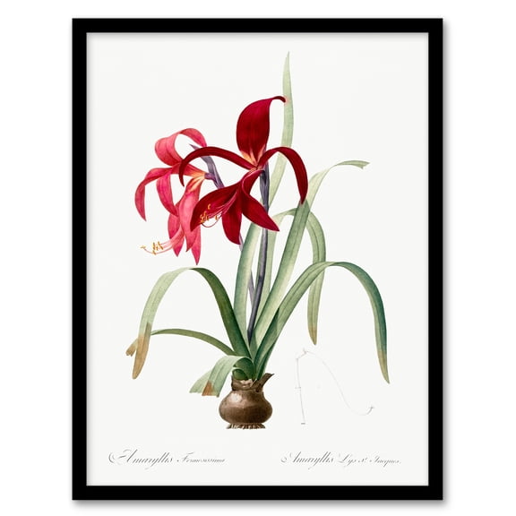 Artery8 Redoute Aztec Lily Vintage Botanical Illustration Framed Wall Art Print Home Décor A4