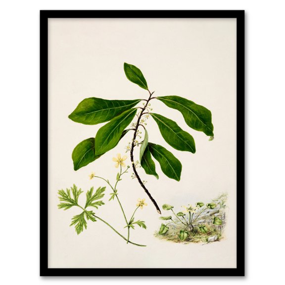 Artery8 Sarah Featon Caltha New Zealand Marsh Marigold Plant Framed Wall Art Print Home Décor A4