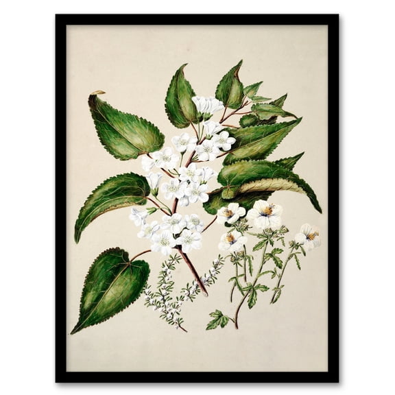 Artery8 Sarah Featon Hibiscus and Saltmarsh Ribbonwood Flowers Framed Wall Art Print Home Décor A3