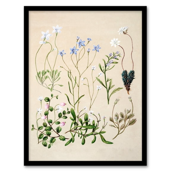 Artery8 Sarah Featon New Zealand Perennial Wild Flowers Framed Wall Art Print Home Décor A4