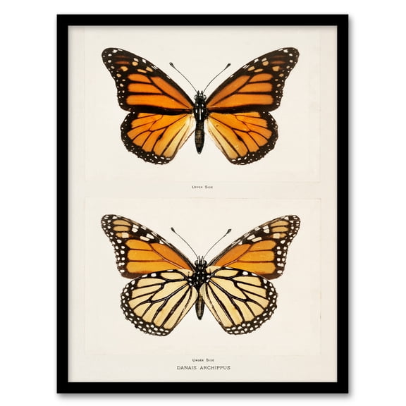 Artery8 Sherman Denton Monarch Butterfly Vintage Illustration Framed Wall Art Print Home Décor A4