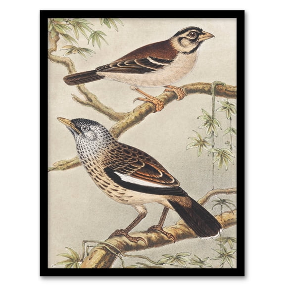 Artery8 Theo van Hoytema Two Birds on Tree Branches Framed Wall Art Print Home Décor A4