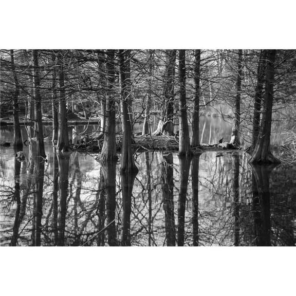 Artful Printers C-16202125 Winter Swamp Photography Canvas Art, 16 x 20 in.