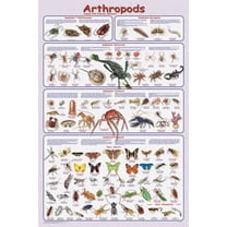 Arthropods Educational Poster 24x36