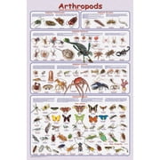 Arthropods Educational Poster 24x36