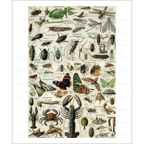 Arthropods, insects