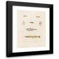 thumbnail image 1 of Arthus Bertrand 11x14 Black Modern Framed Museum Art Print Titled - Hemiramphus Picarti, Gadiculus Silver, Lepadogaster Uneatus, Lepadogaster Spotted, Lepadogaster Punctatus (1844-1867), 1 of 5