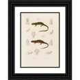 thumbnail image 1 of Arthus Bertrand 11x14 Black Ornate Wood Framed Double Matted Museum Art Print Titled: Triton Foggy, Euproctus Rusconii (1844-1867), 1 of 5