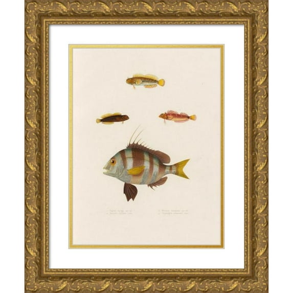 Arthus Bertrand 11x14 Gold Ornate Wood Frame and Double Matted Museum Art Print Titled - Pagrus Driver, Blennius Uneatus, Blennius Unequal, Tripterygion Melanurus (1844-1867)