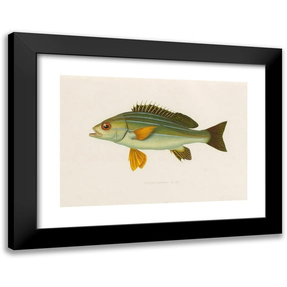 Arthus Bertrand 14x11 Black Modern Framed Museum Art Print Titled - Pristipoma Octolineatum (1844-1867)
