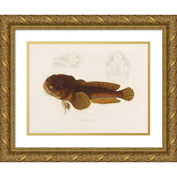 Arthus Bertrand 18x14 Gold Ornate Wood Frame and Double Matted Museum Art Print Titled - Batrachus Algeriensis (1844-1867)
