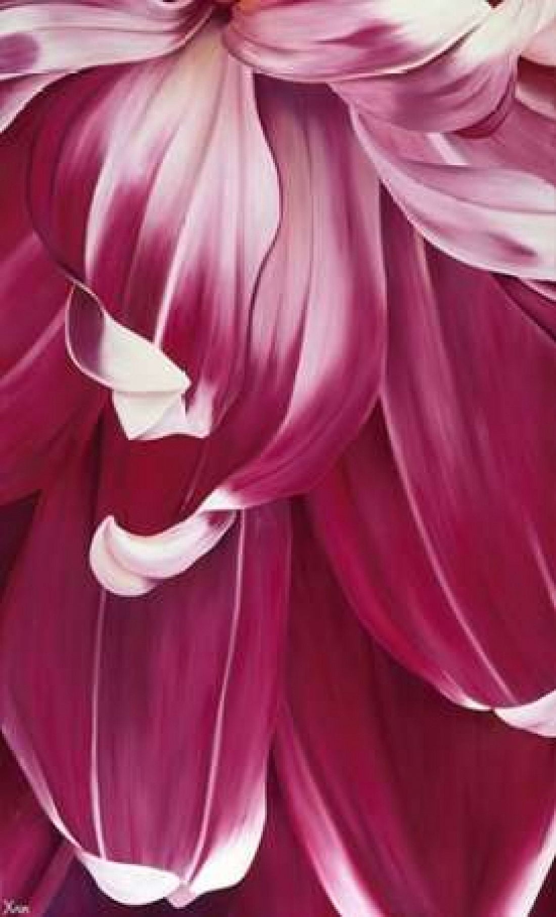 Arti Tulip I Canvas Art - Yvonne Poelstra-Holzhaus (12 x 18)