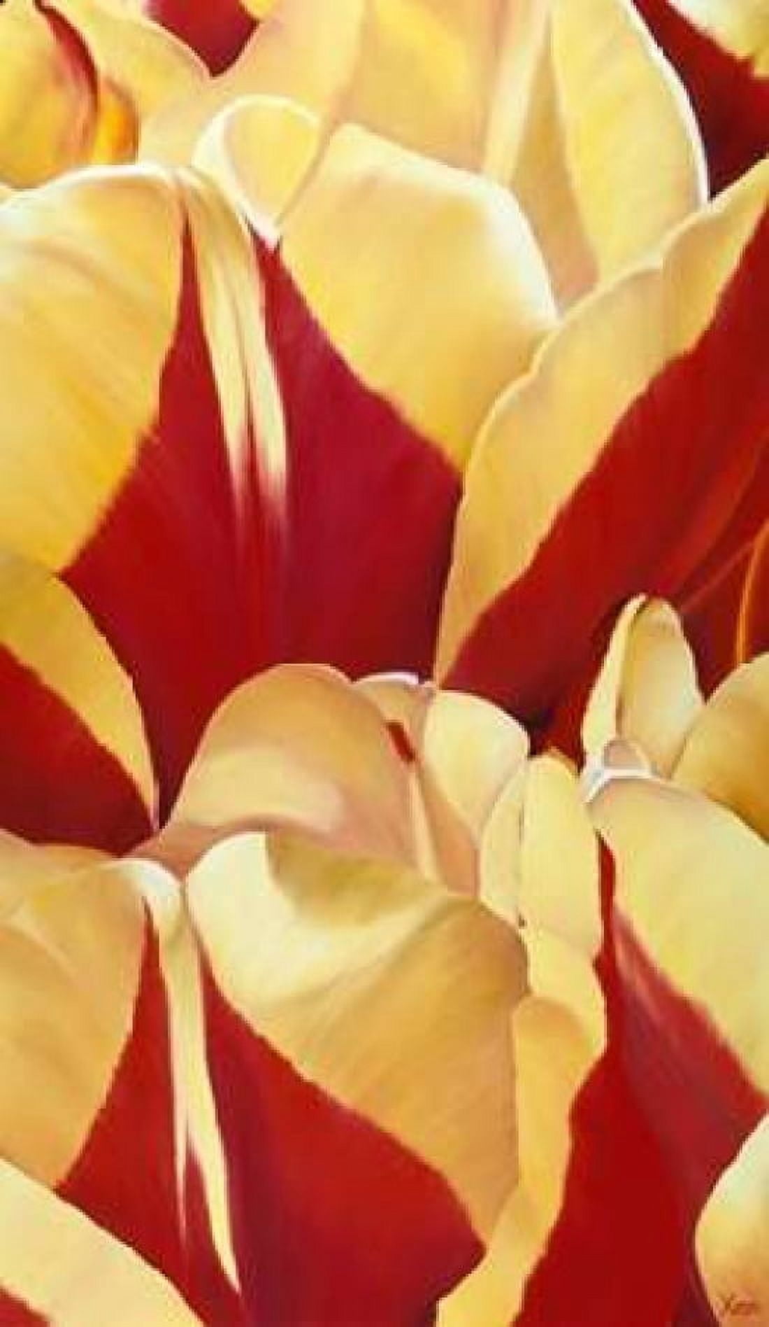 Arti Tulip II Canvas Art - Yvonne Poelstra-Holzhaus (12 x 18)