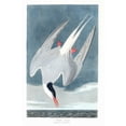 thumbnail image 1 of "Artic Tern, Audubon - CANVAS OR PRINT WALL ART", 1 of 1