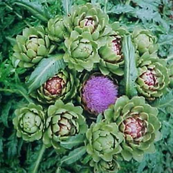 Artichoke Violet Globe Drought Tolerant Herb Garden Plant Seed - 400 Seeds
