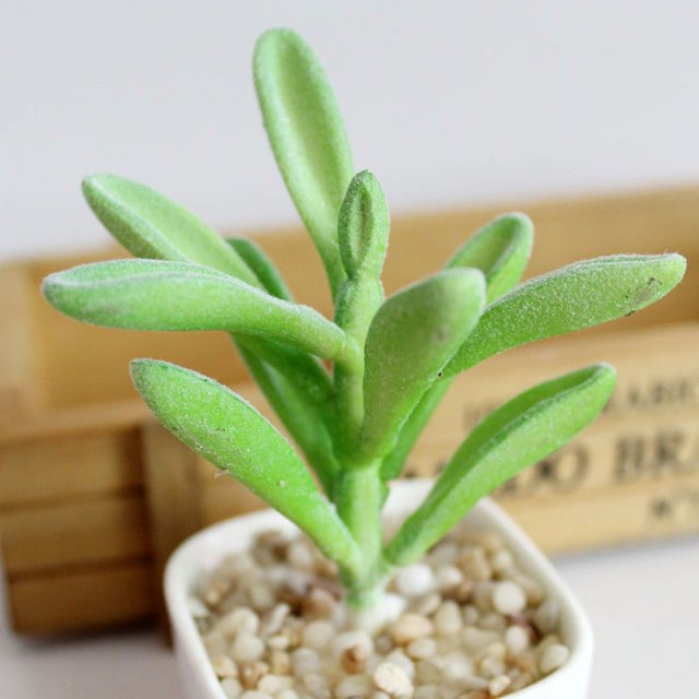 Artifical Plastic Succulent Plant Echeveria Flower Home Office Decor
