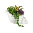 thumbnail image 1 of Artifical Succulent in Ceramic Conch Shell Table Decor, 1 of 1