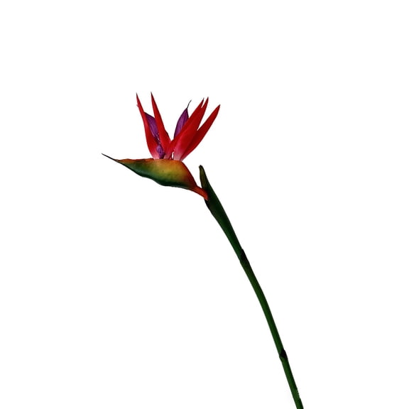 Artificial Bird Of Paradise Flower Faux Tropical Strelitzia Stem For Home Vase Arrangement Wedding Party(Red-80Cm)