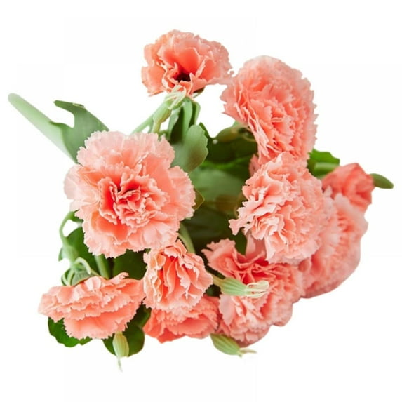 Artificial Carnations with Stems Leaves Eternal Blossom Silk Carnation Flower Birthday Party for Home, Wedding