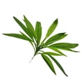 thumbnail image 1 of Artificial Cordyline Plant Stems, Fake Ti Leaf Tropical Greenery, Faux Dracaena Plant Picks, Artificial Cordyline Fruticosa Leaves for Indoor Outdoor Home Garden Decor, 1 of 4