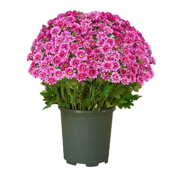 Artificial Daisy Flower Bundles 5 Piece Realistic Faux Floral Arrangement For Home Table Vase Decor