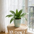 thumbnail image 1 of Artificial Fake Plants Greenery for Home Decor | Lifelike Plastic Foliage for Indoor and Outdoor Decoration | No Maintenance Artificial Shrubs for Living Room Office Shelf Garden | Set of 1, 1 of 6