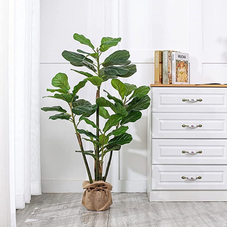 money tree Money Tree Plant | Tropical Indoor Plants & Houseplants for Delivery main image 0