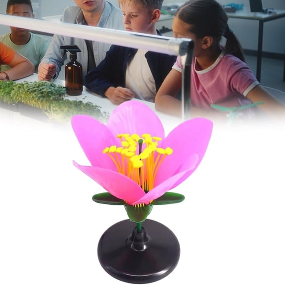Artificial Flower Life Size Anatomy Model, Removable Parts Detailed Structure Biology Teaching SupplyforClassroom Instruction & Group Activities, Life Size Flower Anatomy Model