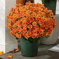 thumbnail image 1 of Artificial Flowers Verdsylv 5 Bundles of Artificial Chrysanthemum Flowers, Uv Resistant, Fade-Proof Realistic Floral Stems for Outdoor, Indoor, Garden, Porch, Landscape, Home, and Yard Decoration, A, 1 of 3