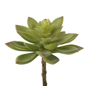 Artificial Jovibarba Emerald Spring with Stem